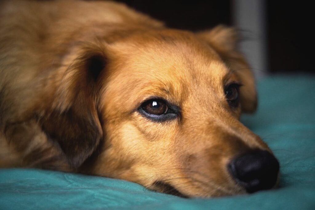 Como Tratar Dermatite Cachorro